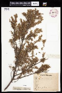Juniperus communis image