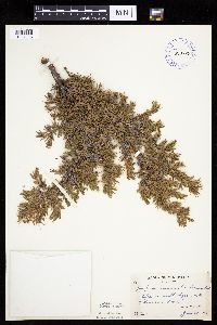 Juniperus communis image