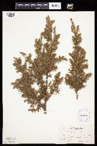 Juniperus communis image