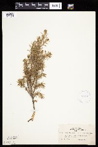 Juniperus communis image