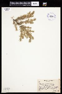 Juniperus communis image