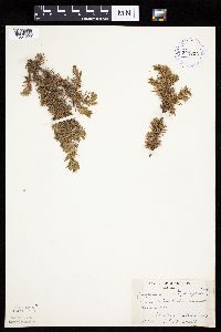 Juniperus communis var. depressa image