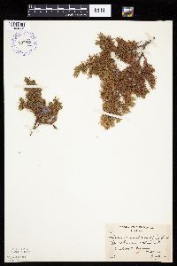 Juniperus communis image