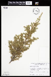 Juniperus communis image
