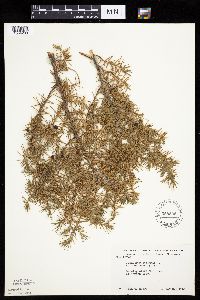 Juniperus communis image
