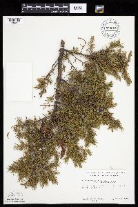 Juniperus communis image