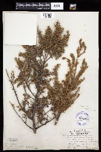 Juniperus communis image