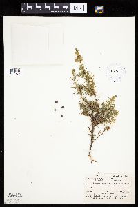 Juniperus communis var. depressa image