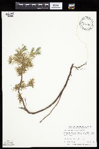 Juniperus communis image
