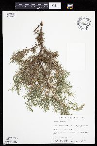 Juniperus communis var. depressa image