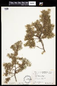 Juniperus communis image