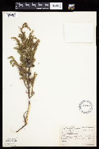 Juniperus communis image