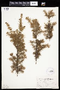 Juniperus communis image