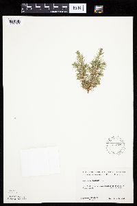 Juniperus communis image