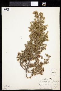 Juniperus communis image
