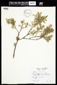 Juniperus communis var. depressa image