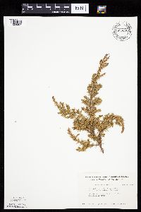 Juniperus communis image