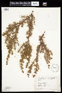 Juniperus communis image