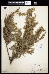 Juniperus communis image
