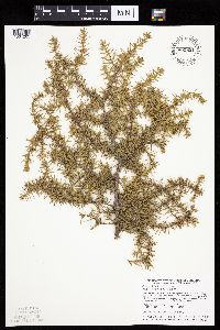Juniperus communis image