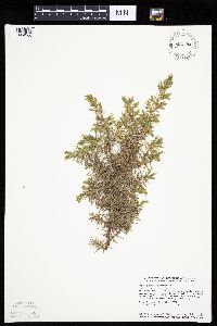 Juniperus communis image