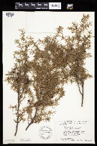 Juniperus communis image