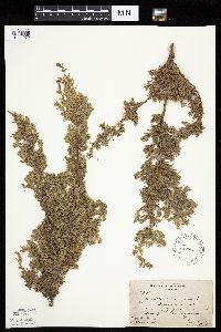 Juniperus communis var. depressa image