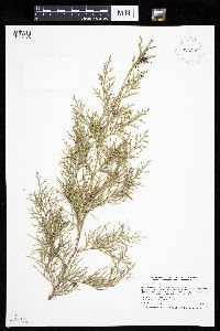 Juniperus virginiana image
