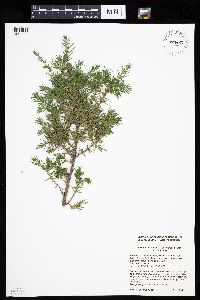 Juniperus communis var. depressa image