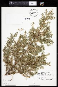 Juniperus communis image