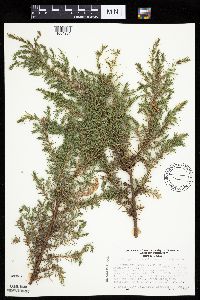Juniperus communis image