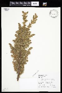 Juniperus communis image