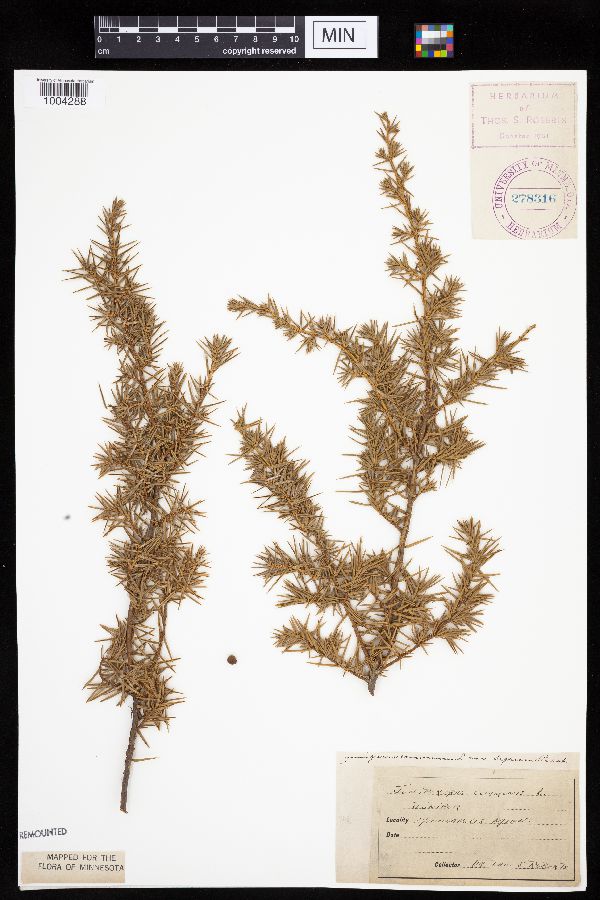 Juniperus communis image