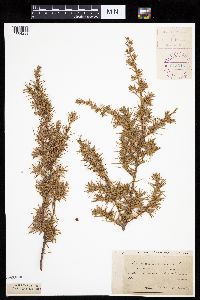 Juniperus communis var. depressa image