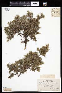 Juniperus communis image