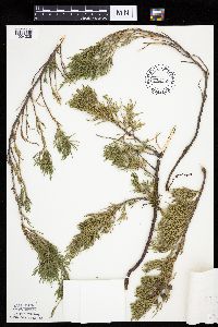 Media resource of Juniperus horizontalis