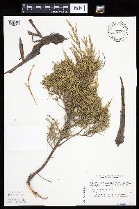 Juniperus virginiana image