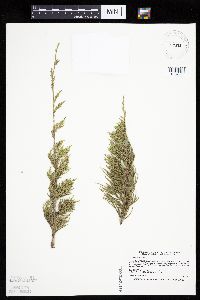 Juniperus virginiana var. virginiana image