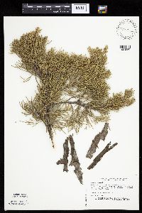 Juniperus virginiana image