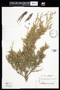 Juniperus virginiana image