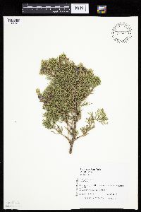 Juniperus virginiana image