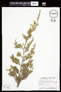 Juniperus virginiana image