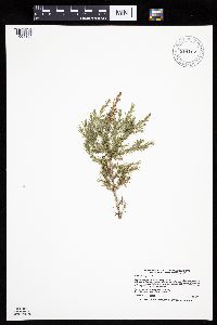 Juniperus virginiana image