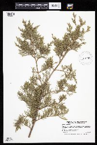 Juniperus virginiana image