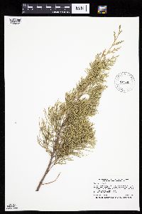 Juniperus virginiana image