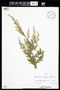 Juniperus virginiana var. virginiana image