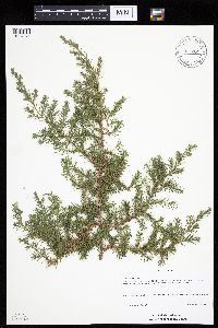 Juniperus virginiana image