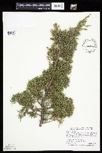 Juniperus virginiana var. virginiana image