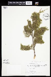 Juniperus virginiana image
