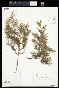 Juniperus virginiana var. virginiana image